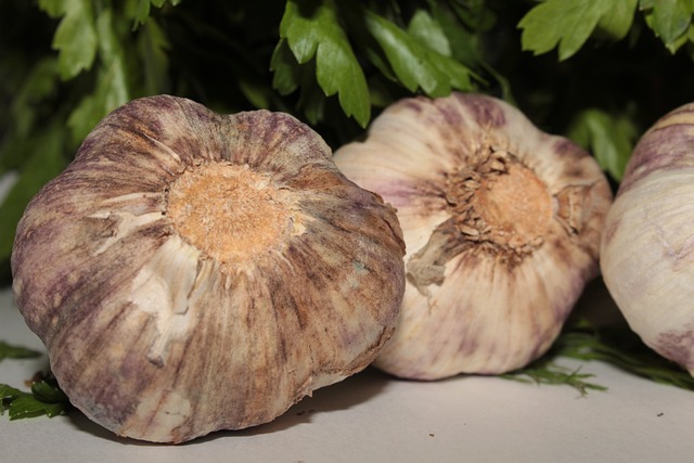 how to grow garlic
