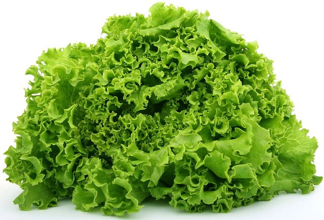 how to grow lettuce